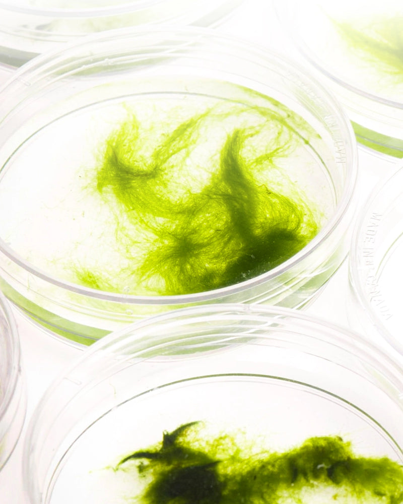 1% Marine Algae Extract